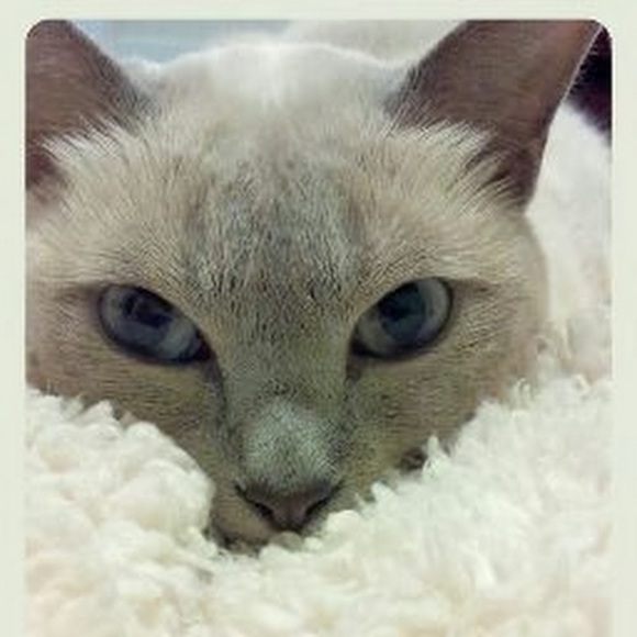 Meet your Posher, Lisa - Picture 1 of 1